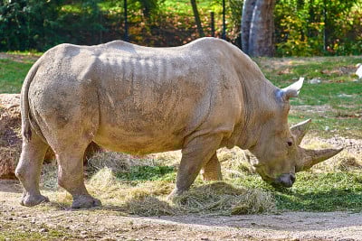 白犀牛(Ceratotherium simum)