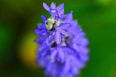 小刺草花垂宏