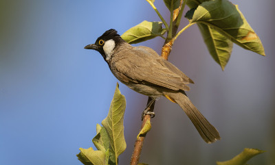 家园中树枝上的白耳鹎(Pycnonotus leucotis)