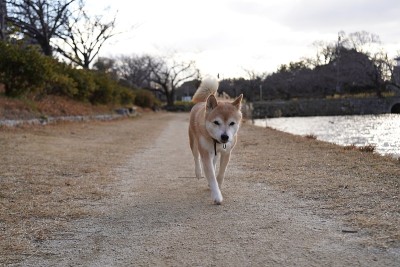 芝犬