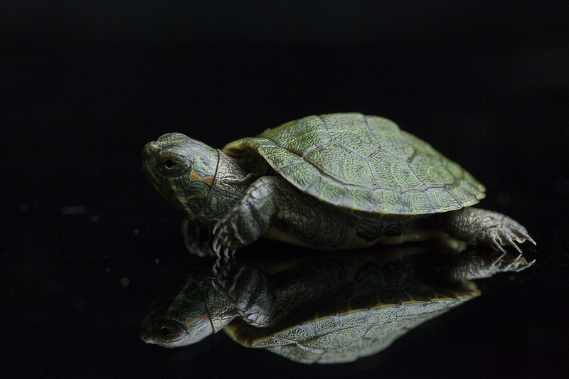 海龟红耳滑块(Trachemys scripta elegans)孤立在黑色背景上。