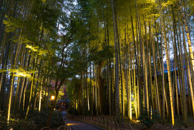 树zenji竹林小道夜景