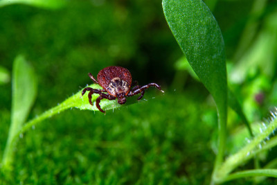 蜱虫在植物的顶端准备抓住受害者