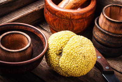 Maclura橙子或苹果通心粉