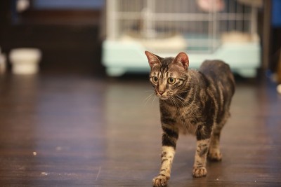 虎斑猫玩游戏后