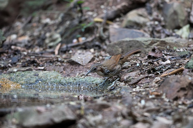 鸟:成年大弯刀舌鸟(Pomatorhinus hypoleucos)