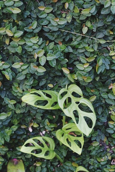 喜林芋