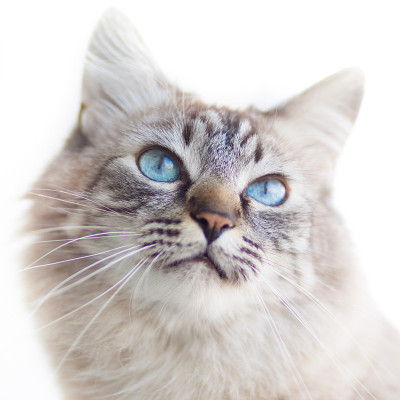 家猫。