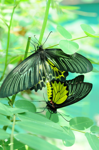 黄金birdwing