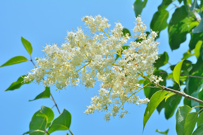 3 .黑龙江女贞子开花枝