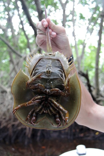 手抓马蹄蟹(limus polyphemus)