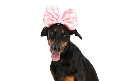 可爱的杜宾犬，头带和领结伸出舌头