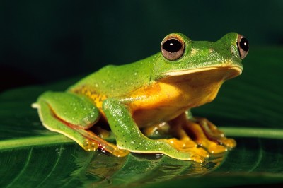 马拉巴滑翔蛙(Racophorous malabaricus)，安博利，南马哈拉施特拉邦，印度