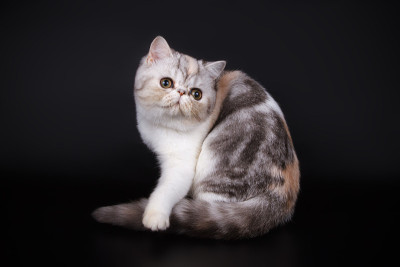 异国情调的双色猫在彩色背景