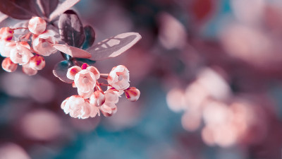 红叶黄花小枝，特写，复制空间
