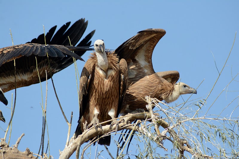 狮鹫(Gyps fulvus)在乔比尔出裙子比卡内尔