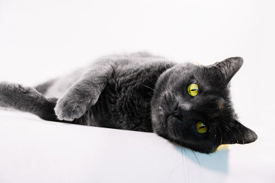 白色背景上的灰猫
