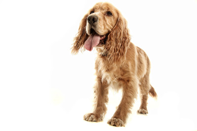 可卡犬