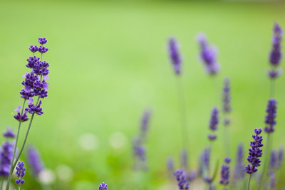 英语薰衣草