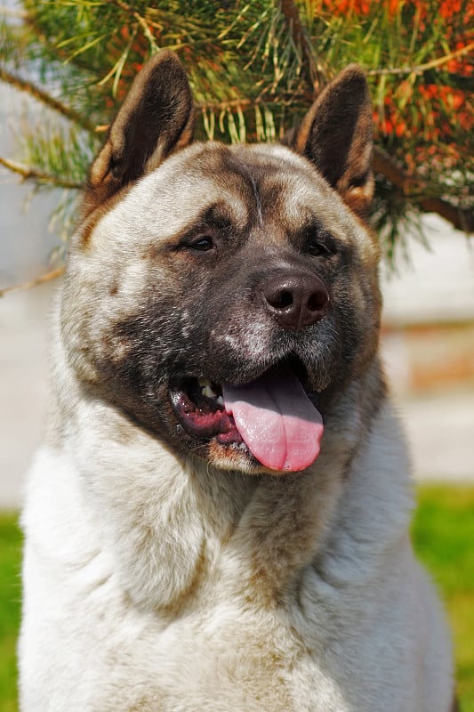 秋田犬在夏季炎热的户外繁殖