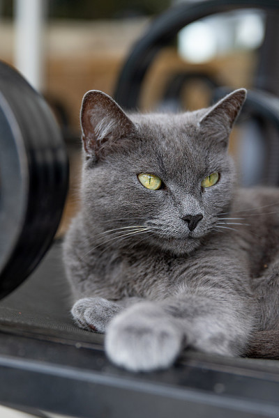俄罗斯蓝猫户外肖像
