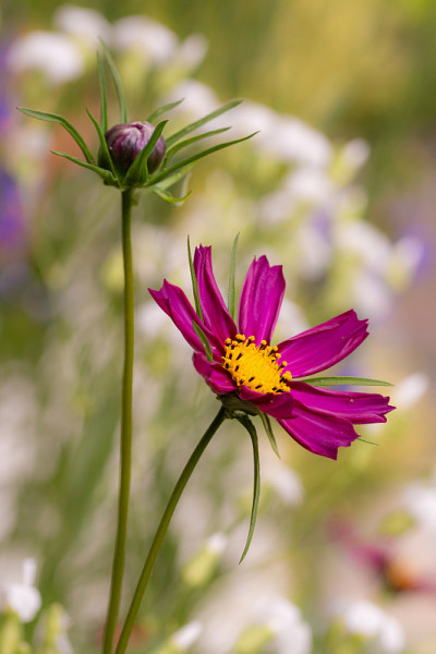 宏观花园宇宙(宇宙bipinnatus)开花与美丽的模糊的散景背景;无农药环保拯救蜜蜂生物多样性的理