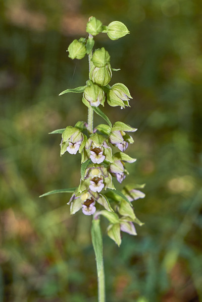 Helleborine epiipactis盛开