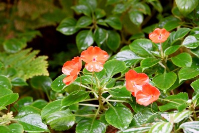 雨后花开在地上