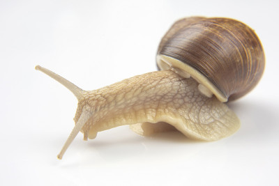 螺旋pomatia。白色背景上的葡萄蜗牛。软体动物和无脊椎动物。美味的肉和美食。