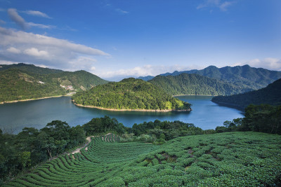 新台北，石顶潭窑，茶园