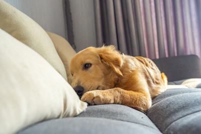 纯种金毛猎犬躺在沙发上的肖像