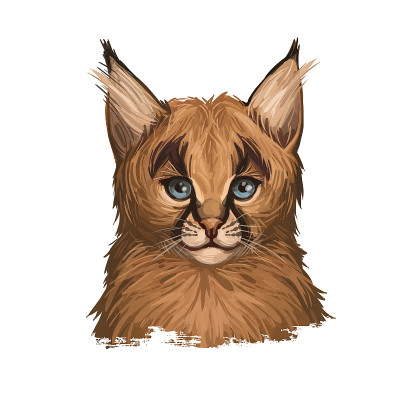 野猫幼虎斑，野猫孤立数字艺术插图。产于非洲、中东、中亚和印度的野猫。耳朵有簇毛的野猫。狩猎季节，野生