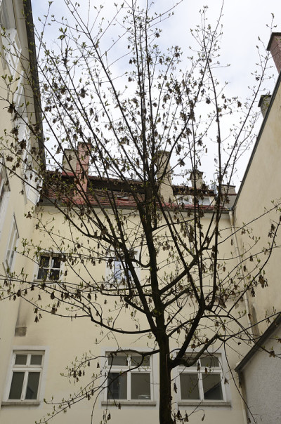 树在院子里