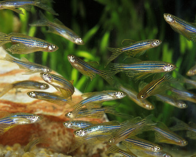 斑马鱼，brachidanio rerio