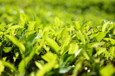 鲜绿茶种植园