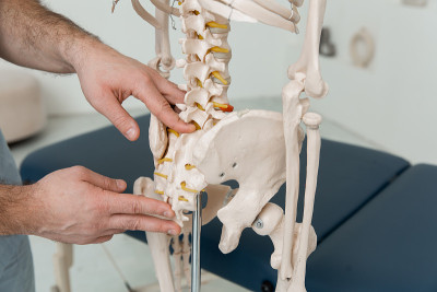 医生指着人骨尾骨解剖模型。理疗师讲解关节模型。脊骨治疗师或整骨师指的是人体骨骼。骨骼解剖特写