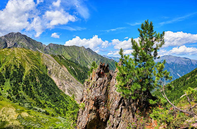 小西伯利亚山崖松