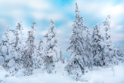 云杉森林覆盖雪在冬季景观