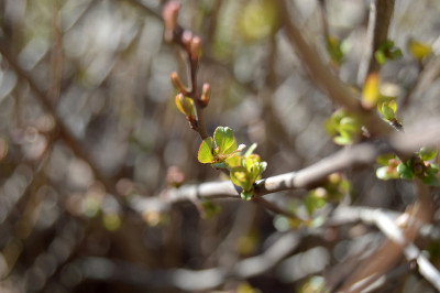 Henomeles