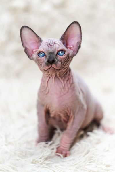 加拿大斯芬克斯小猫的肖像，有蓝色的大眼睛看着相机