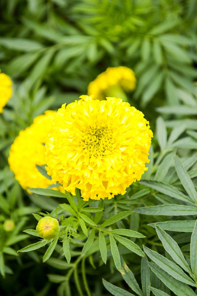 万寿菊鲜花