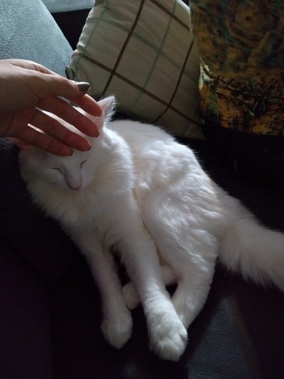 土耳其安哥拉猫-睡觉