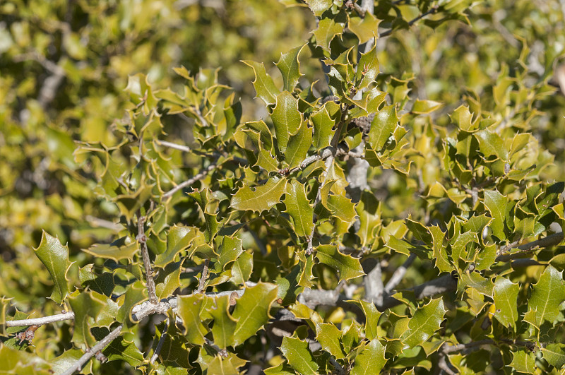 Kermes Oak, Quercus coccifera