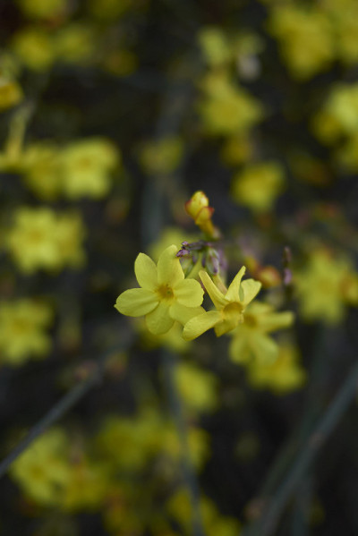 迎春花