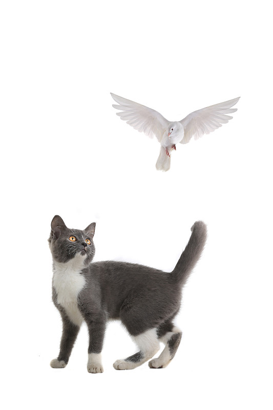 猫