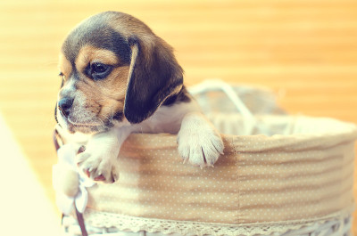 小猎犬小狗