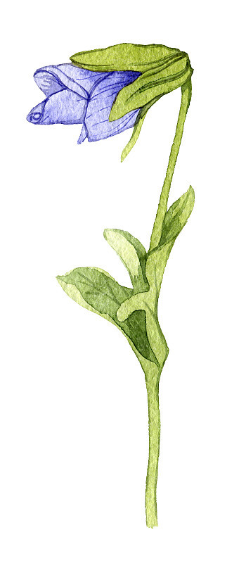 手绘水彩三色花