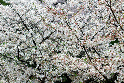 日本的樱花在春天盛开
