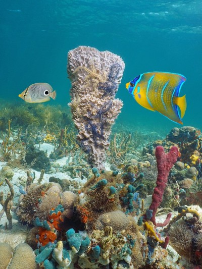 加勒比海的海洋生物，有鱼的海绵
