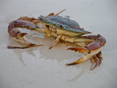 沙滩蟹